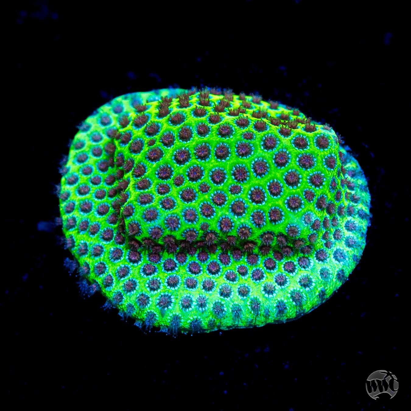 Jason Fox Special Porites Coral