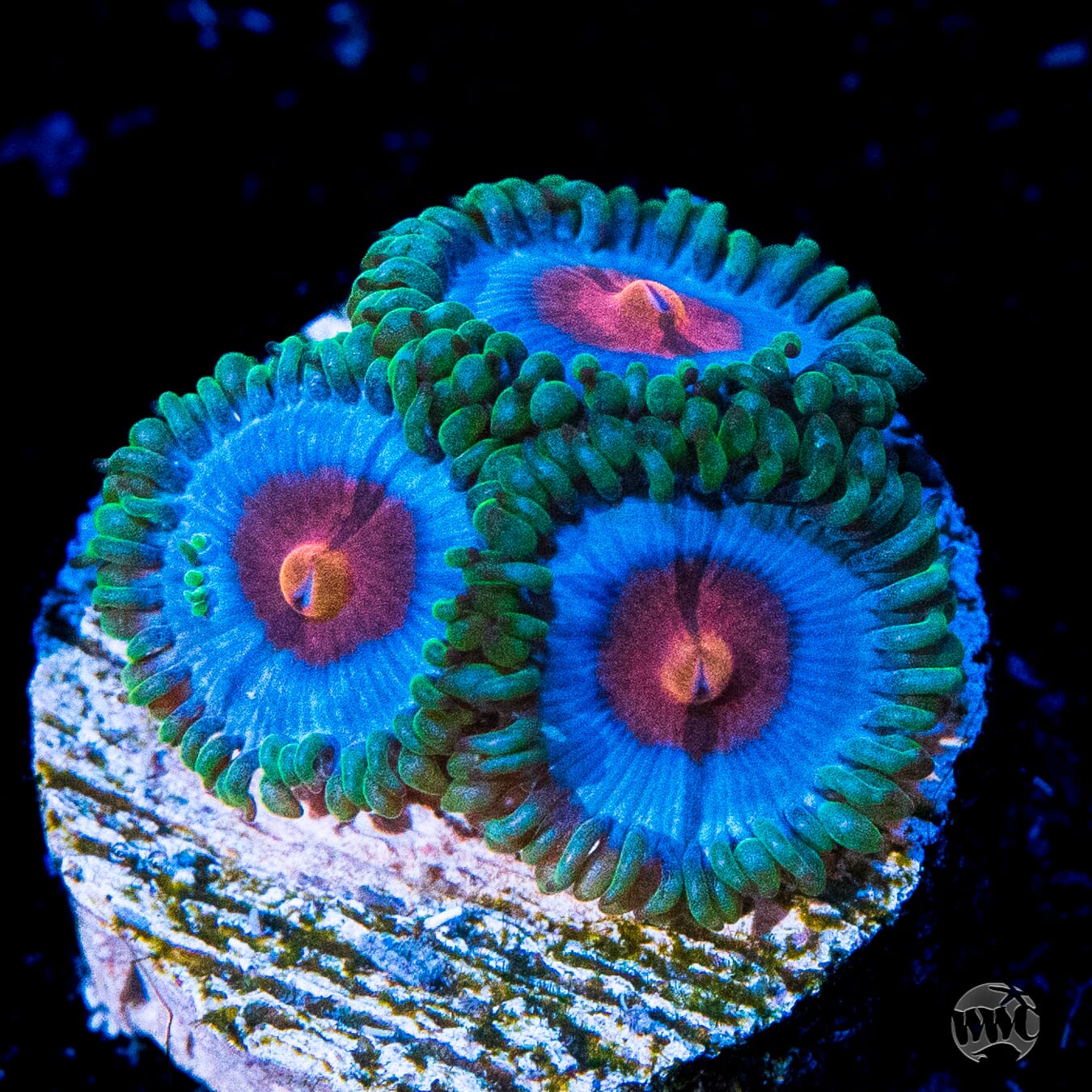 Jason Fox Poison Potion Zoanthids