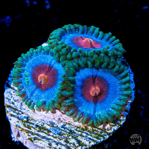 【MTオー様用】HYDRIA / Poison Paradise ORA Bird's of Paradise – Jason Fox Signature Corals