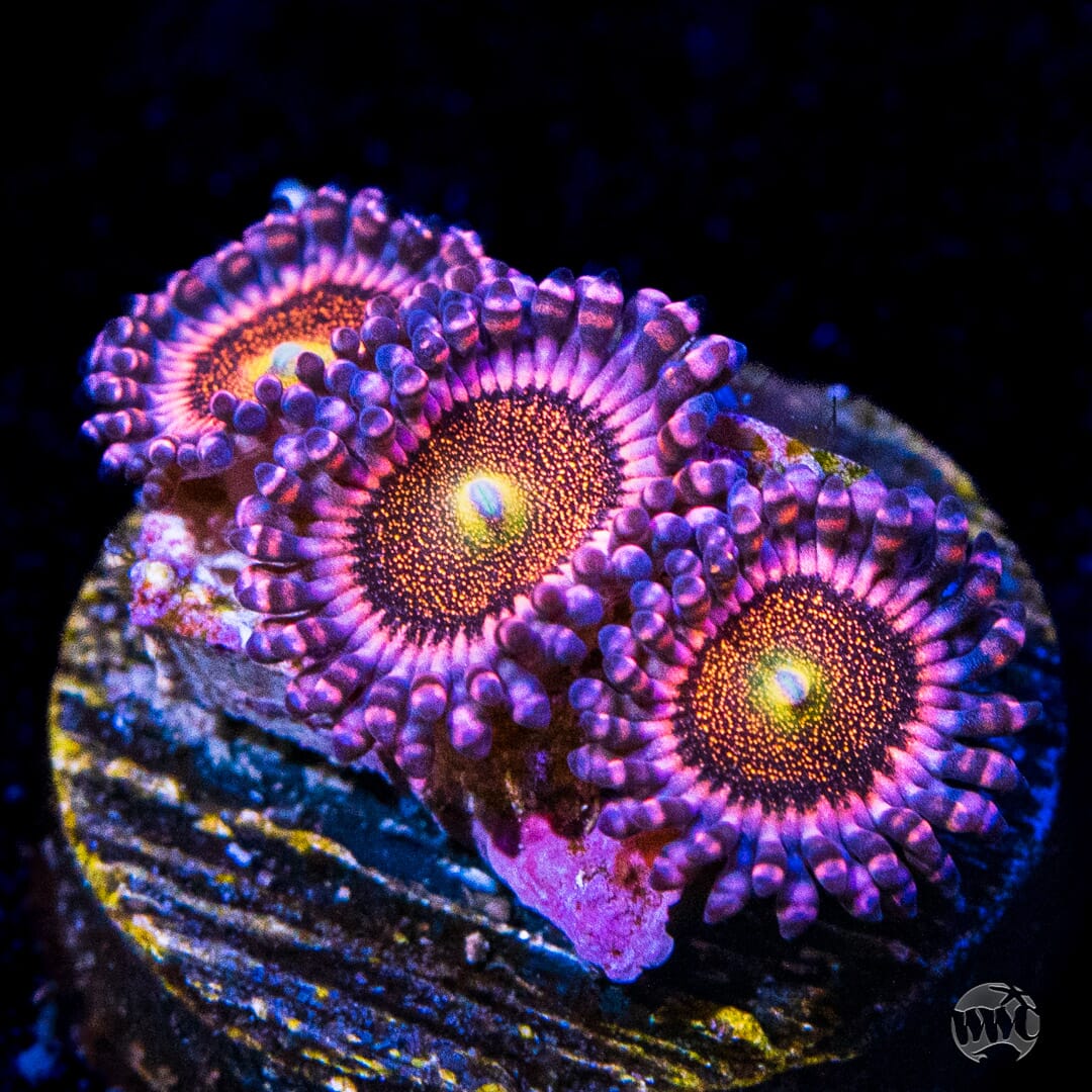 Mohawk Zoanthids