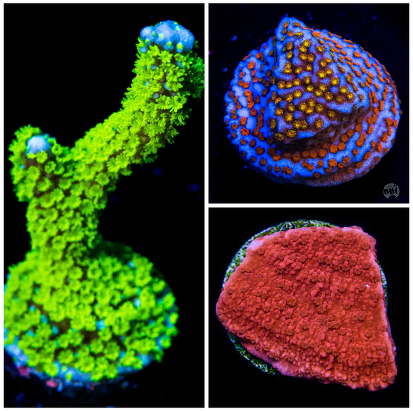 Coral Frag Packs | World Wide Corals