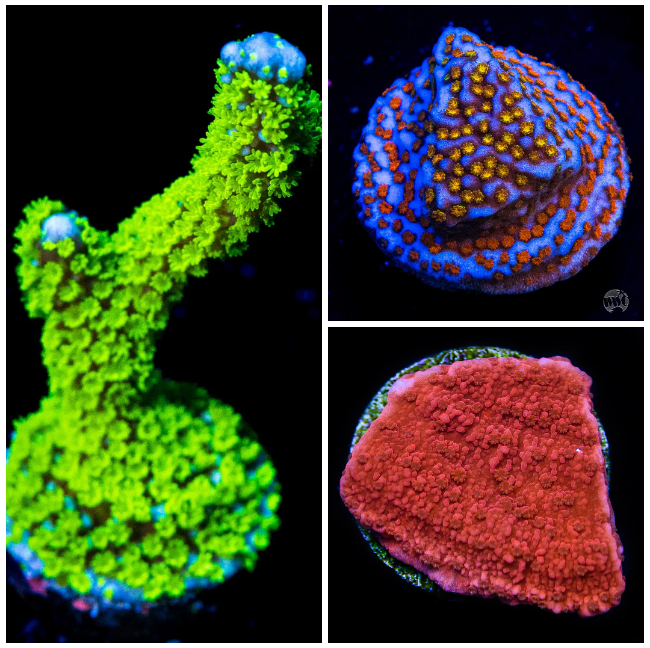 Special Montipora Frag Pack (3 Frags)