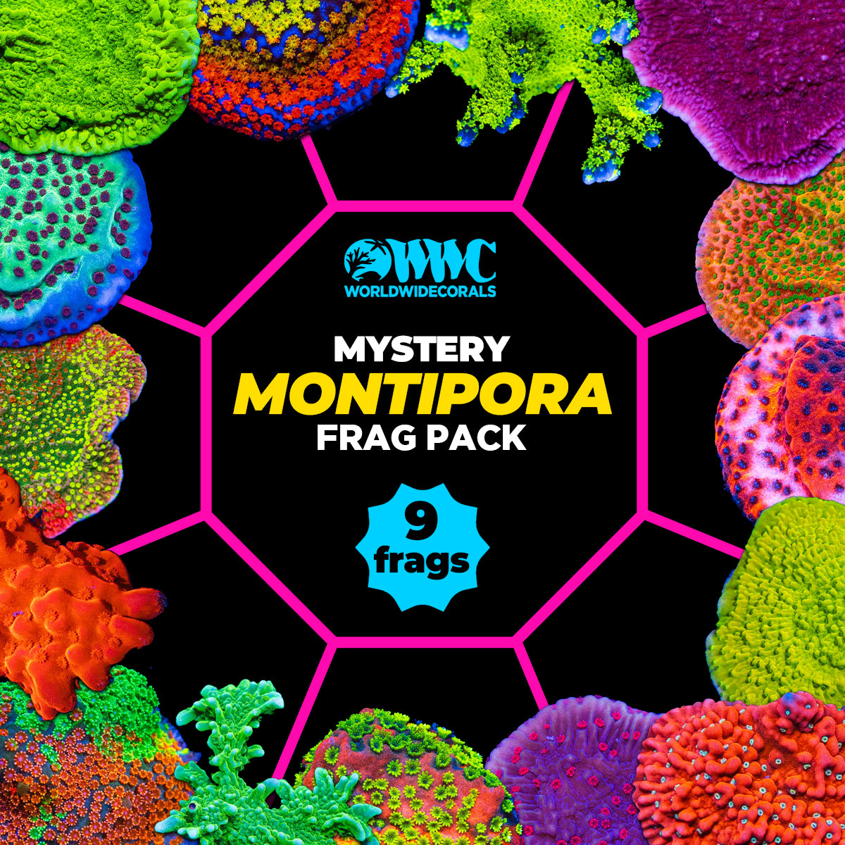 Mystery Montipora Frag Pack (9 Frags)