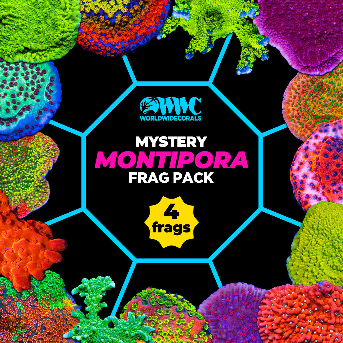 Mystery Montipora Frag Pack (4 Frags)