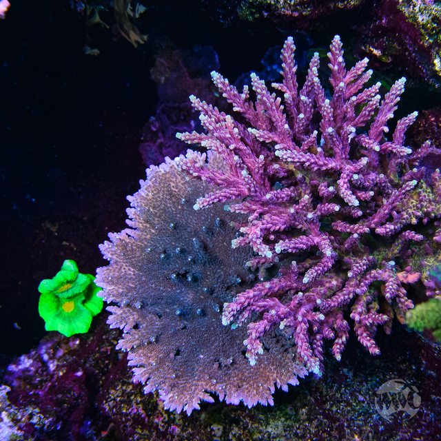 WWC Terra Red Acropora - Mother Colony Photo