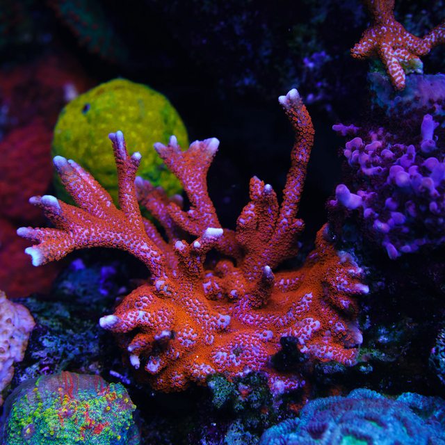 Superman Digitata Montipora - Mother Colony Photo