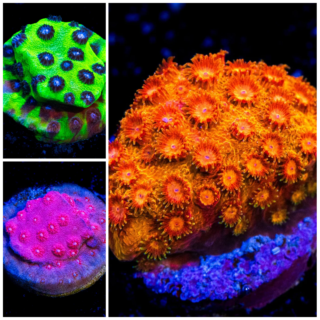 Killer Cyphastrea Frag Pack (3 Frags)