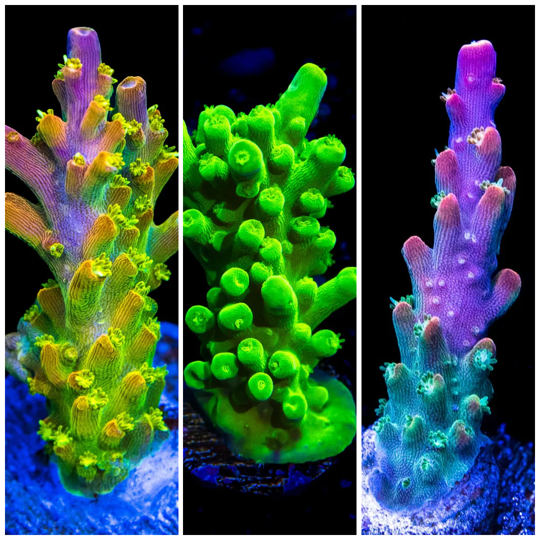 Beginner Acropora Pack (3 Frags)