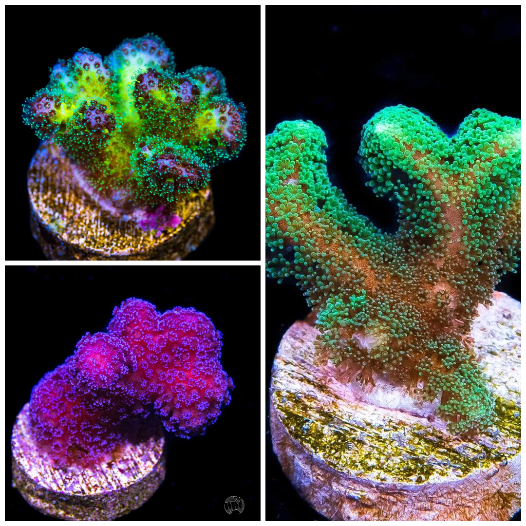 Beginner SPS Frag Pack (3 Frags)