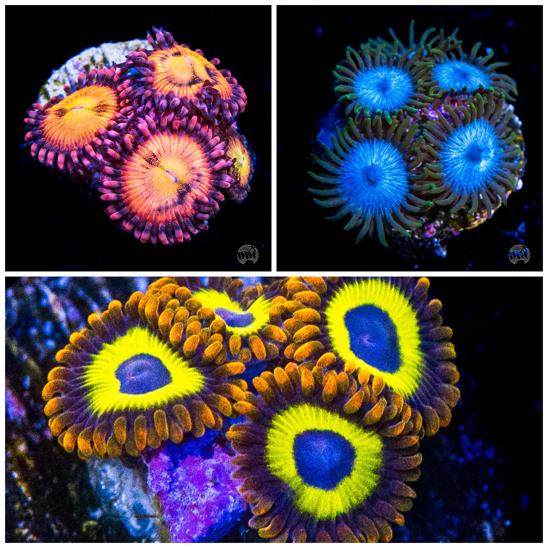 Special Zoanthid Frag Pack (3 Frags)