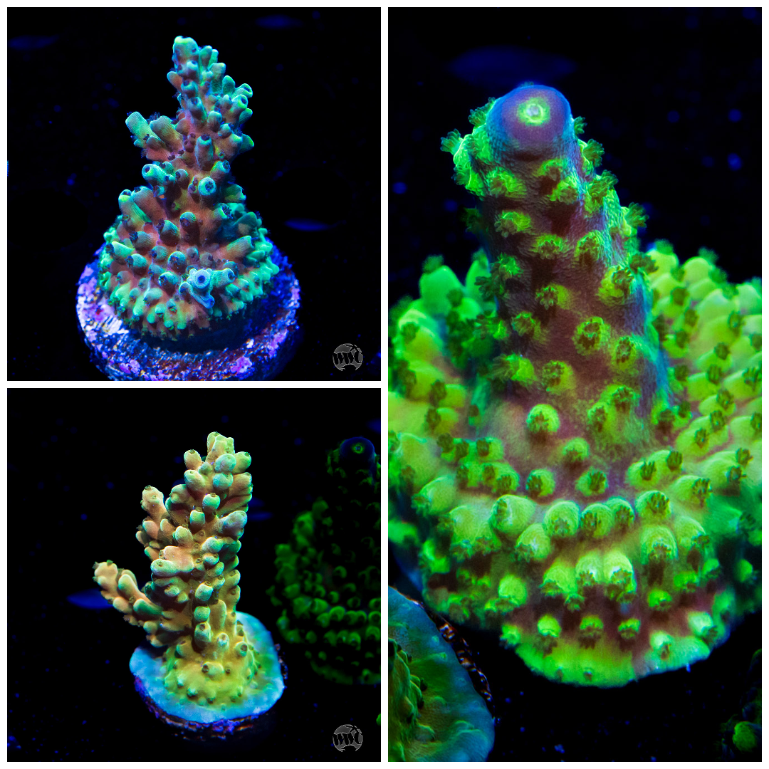 Slammin Acropora Pack (3 Frags)