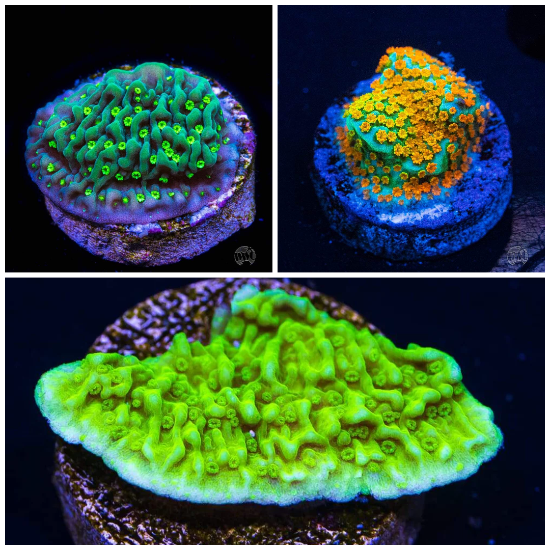 Flash Montipora Frag Pack (3 Frags)