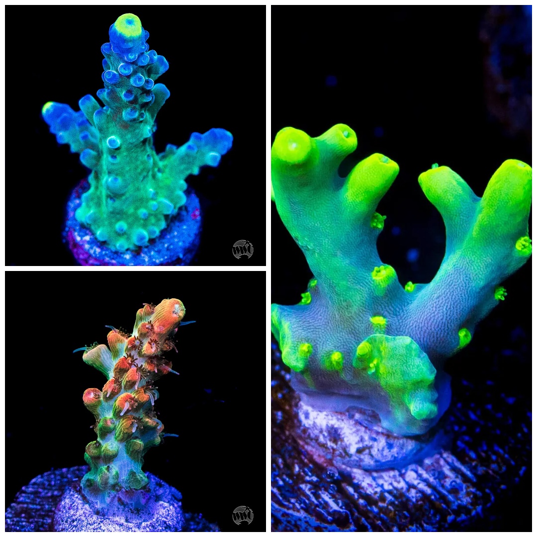 WWC Classics Acropora Pack (3 Frags)