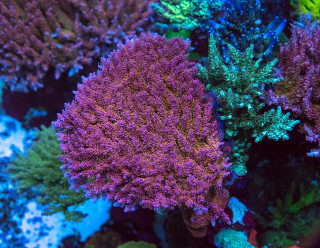 WWC Pink Passion Acropora - Mother Colony Photo