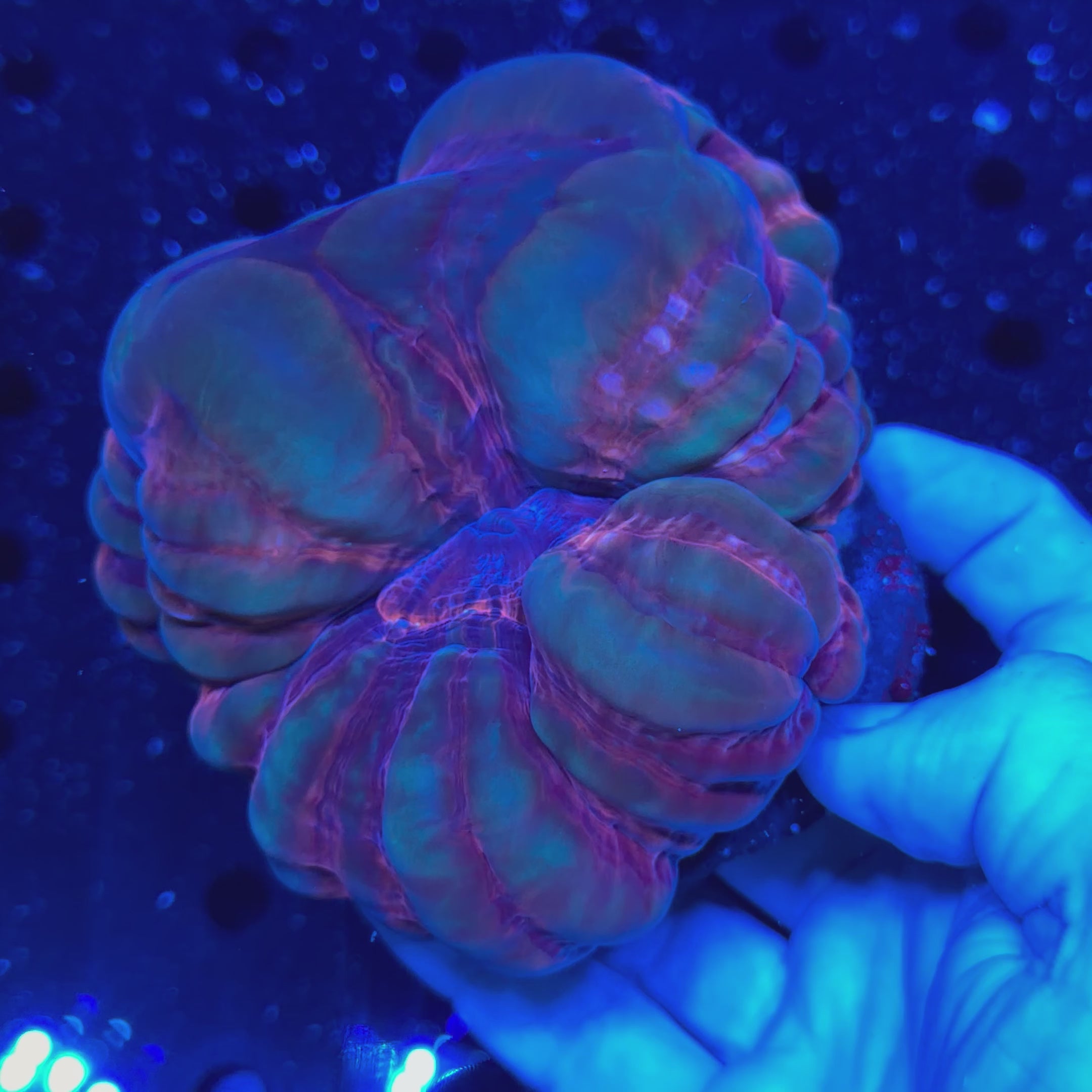 Bubbly Triple Crown Cynarina