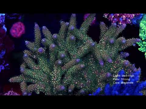 WWC Pineapple Pen Mille Acropora - Mother Colony