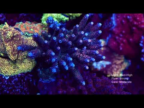 WWC Sabotage Tenuis Acropora - Mother Colony Photo