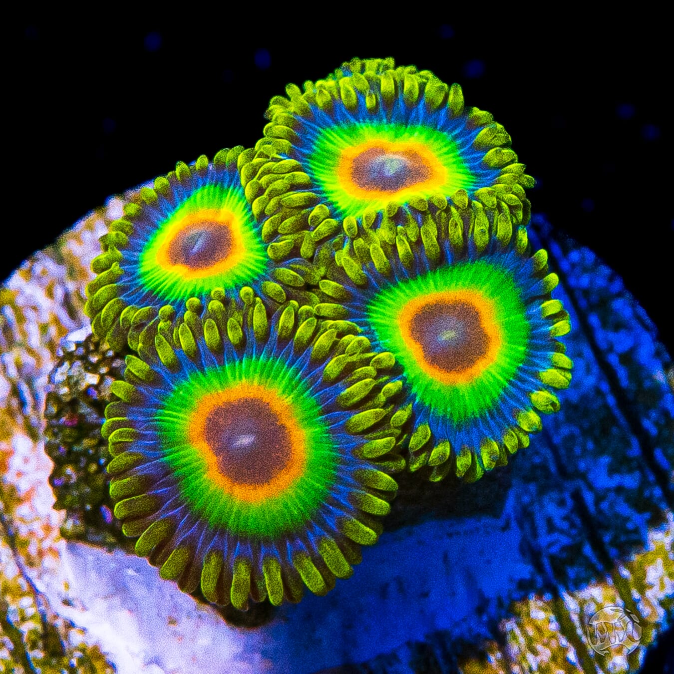 Rasta Zoanthids