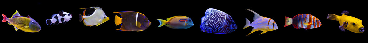 Tangs for Sale, Saltwater Aquarium Fish