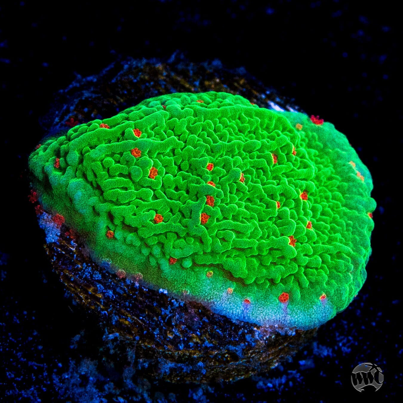 Seasons Greetings Montipora Coral