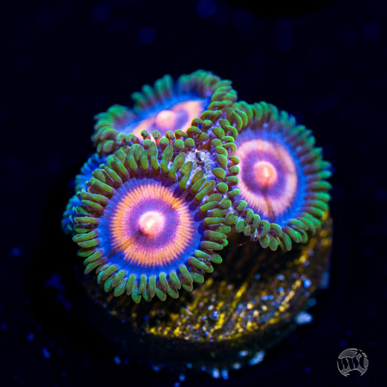 Supergirls Zoanthids