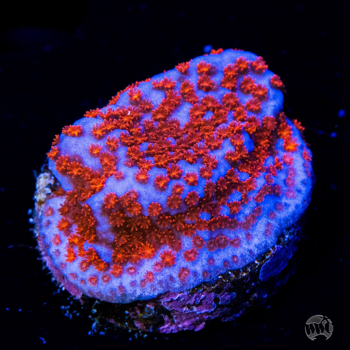 Superman Montipora Coral