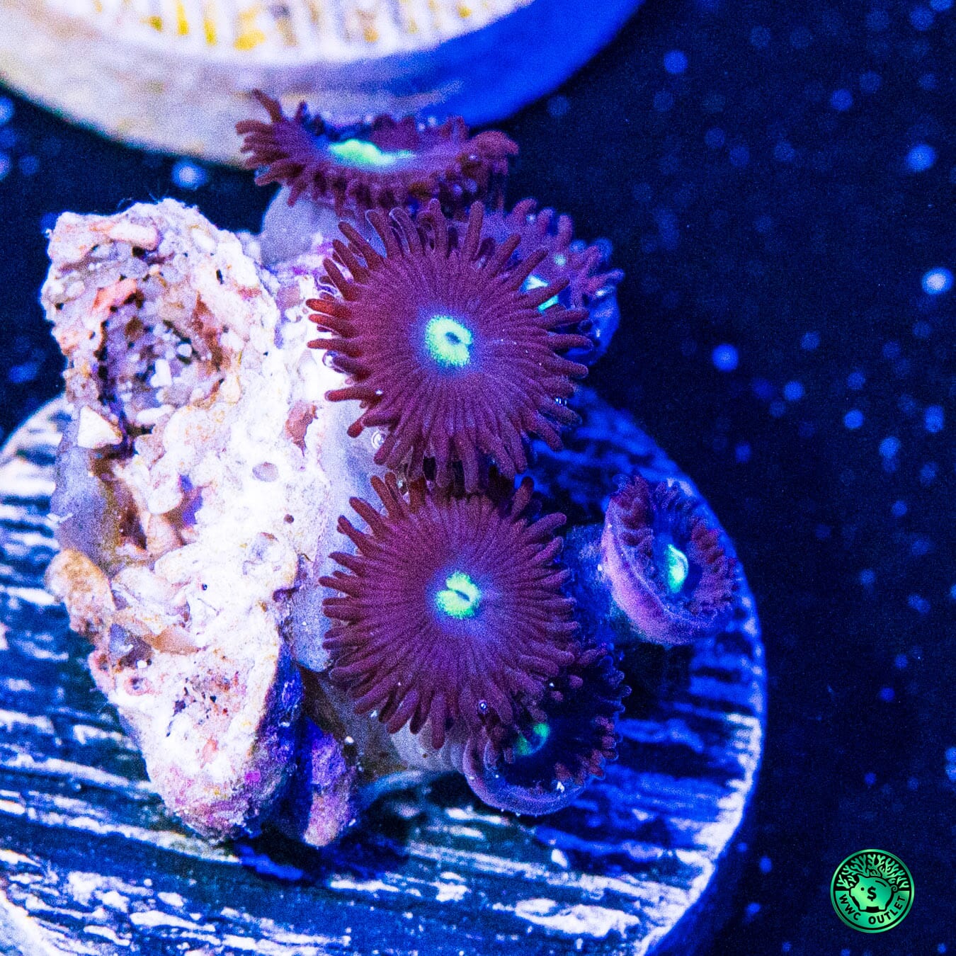 Tick Tac Zoanthids - Daylight Photo