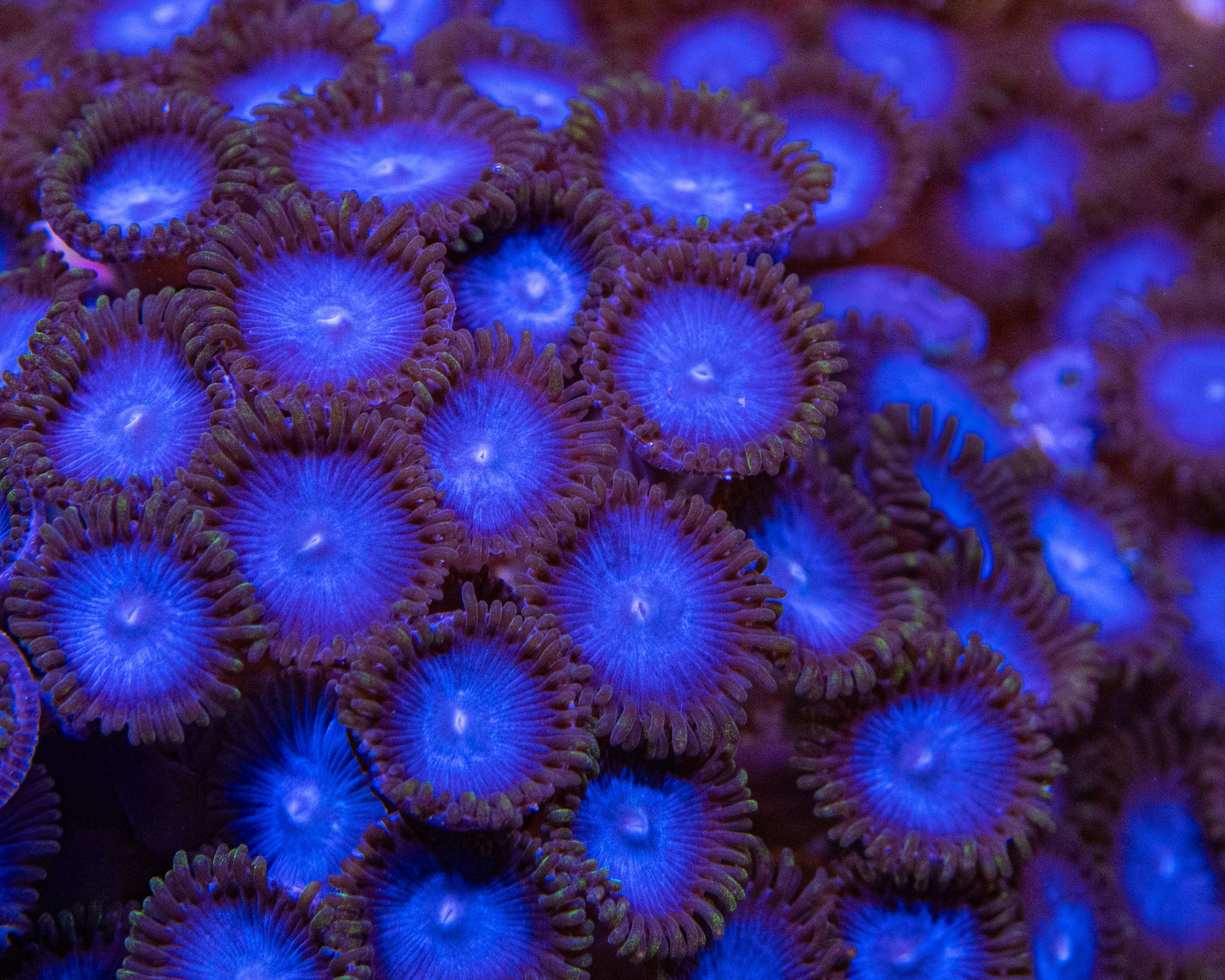 Tubbs Blues Zoanthids