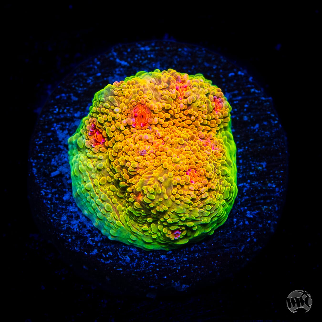 Tyree Mummy Eye Chalice Coral