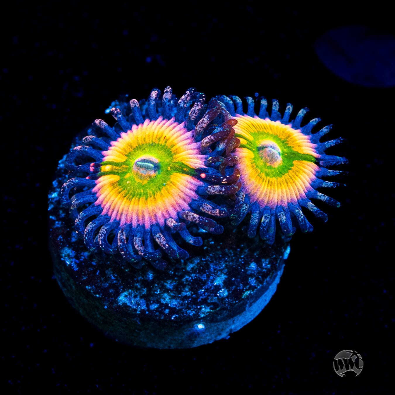 Rainbow Infusion Zoanthids