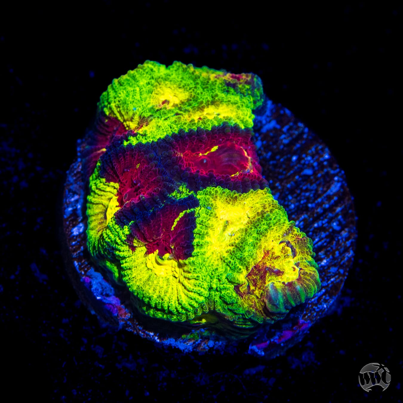 WWC Yellow Snow Favia