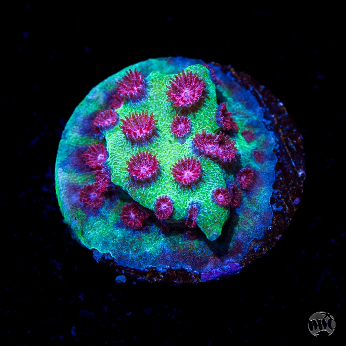 Jason Fox Alien Pox Cyphastrea Coral