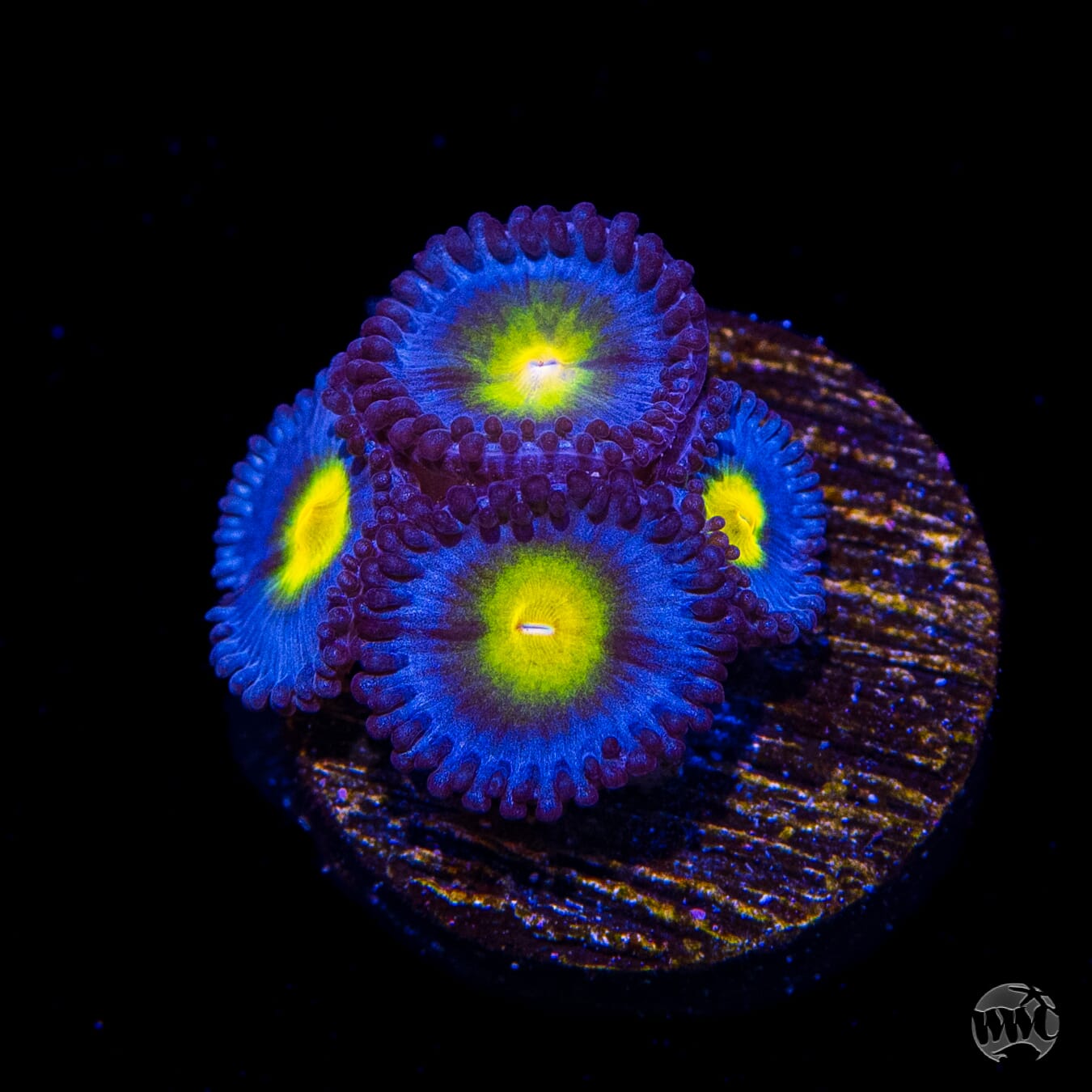 WWC AOI Zoanthids