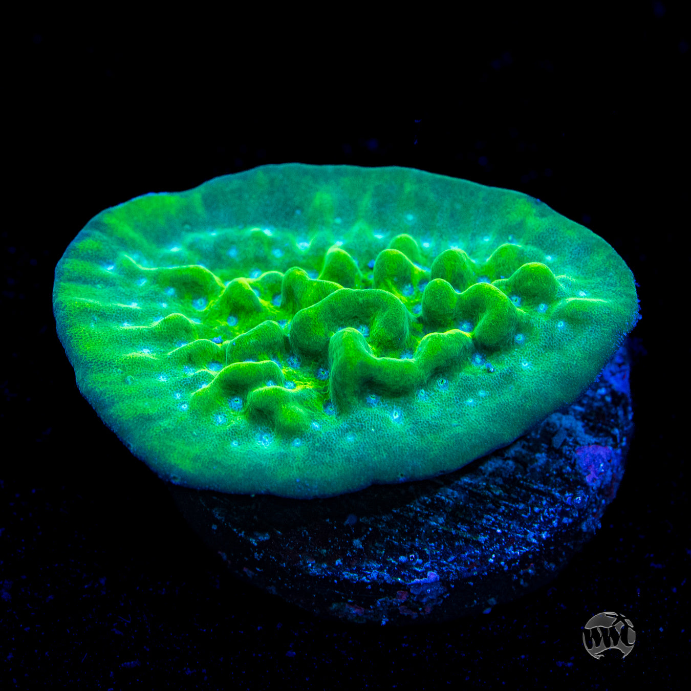 WWC Apple Berry Montipora