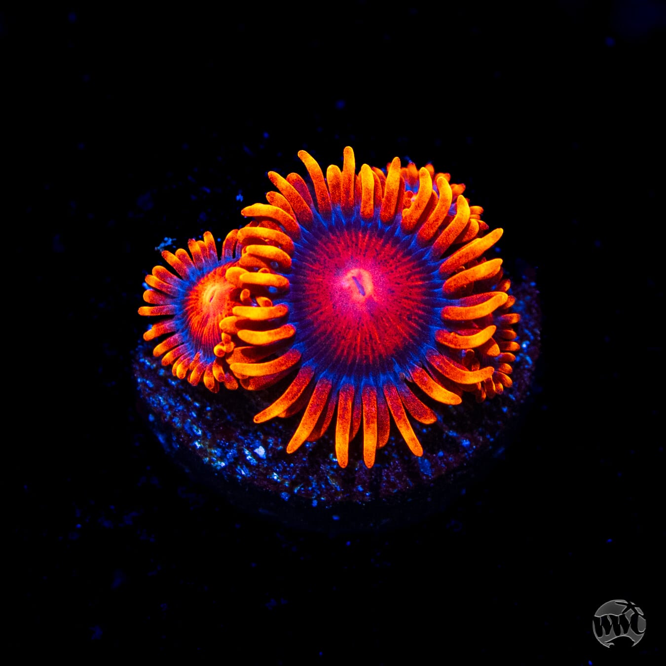 Bam Bamz Zoanthids