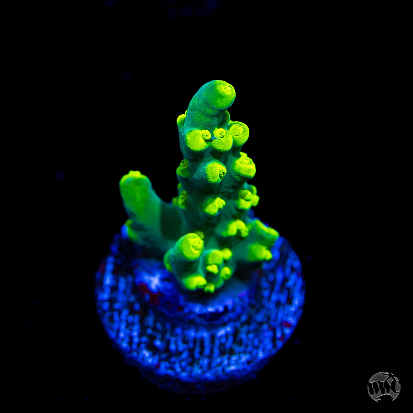 WWC Banana Peel Acropora