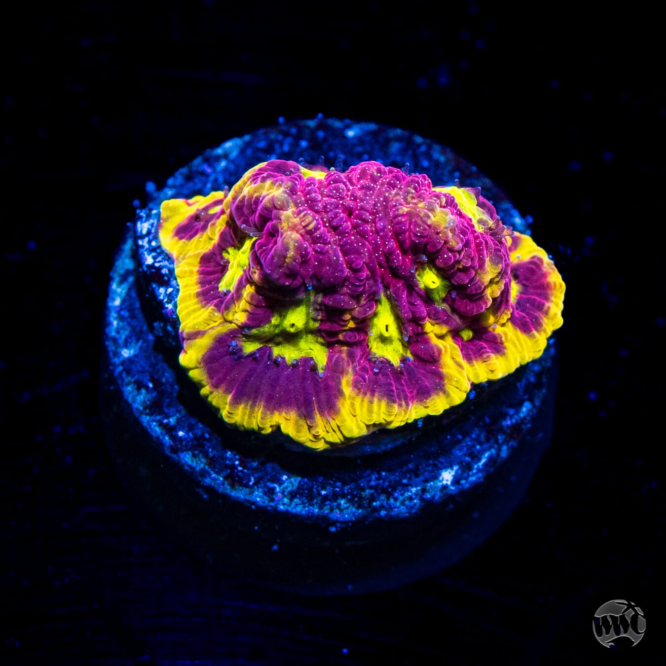 WWC Blood Diamond Favites Coral