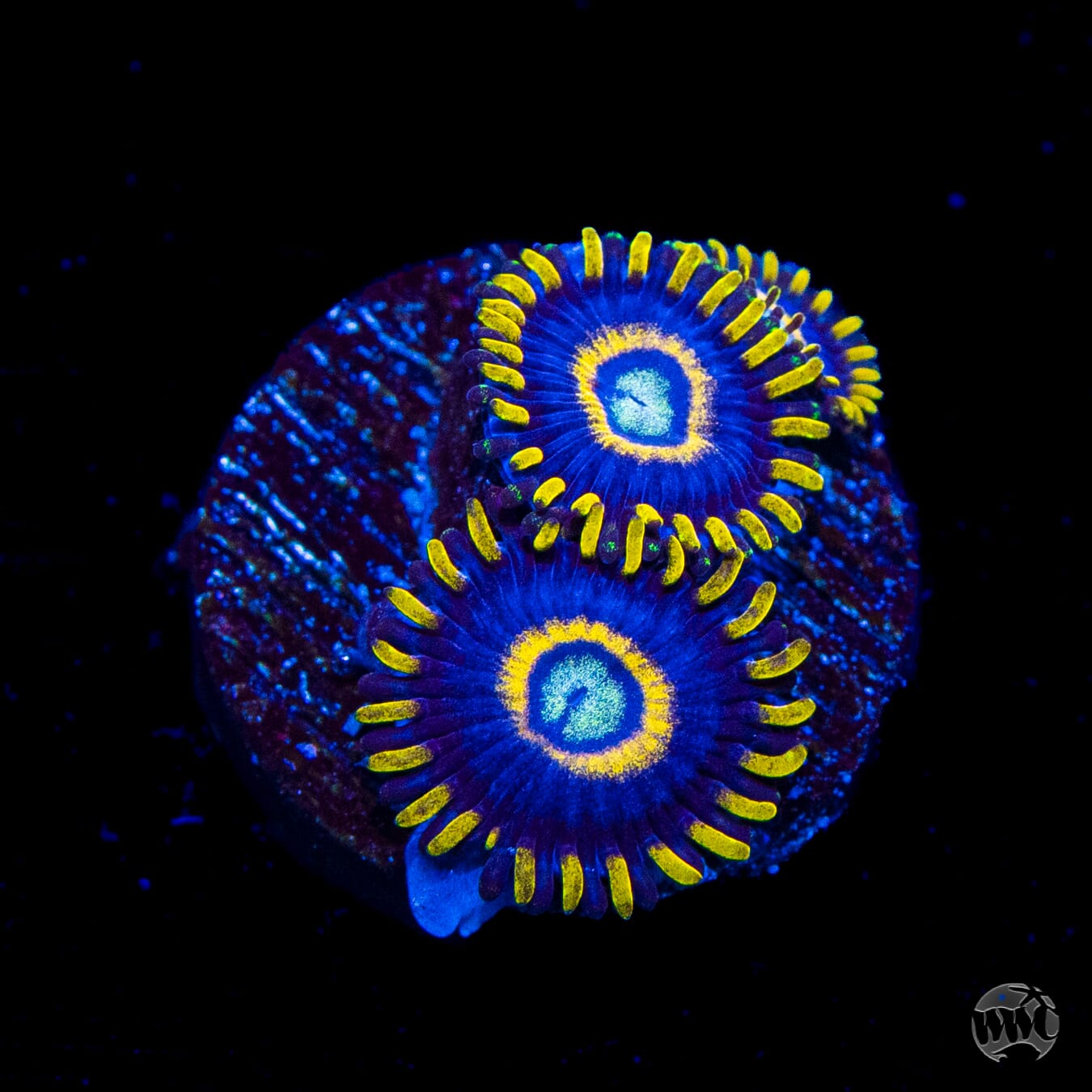 Blue Hornet Zoanthids