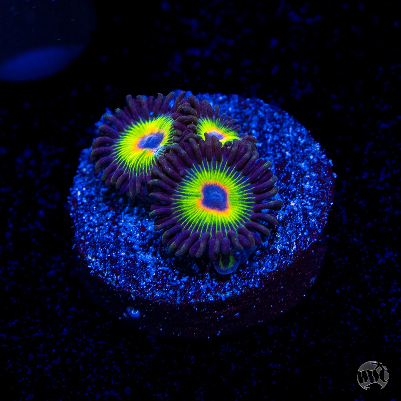 WWC Bob Marley Zoanthids