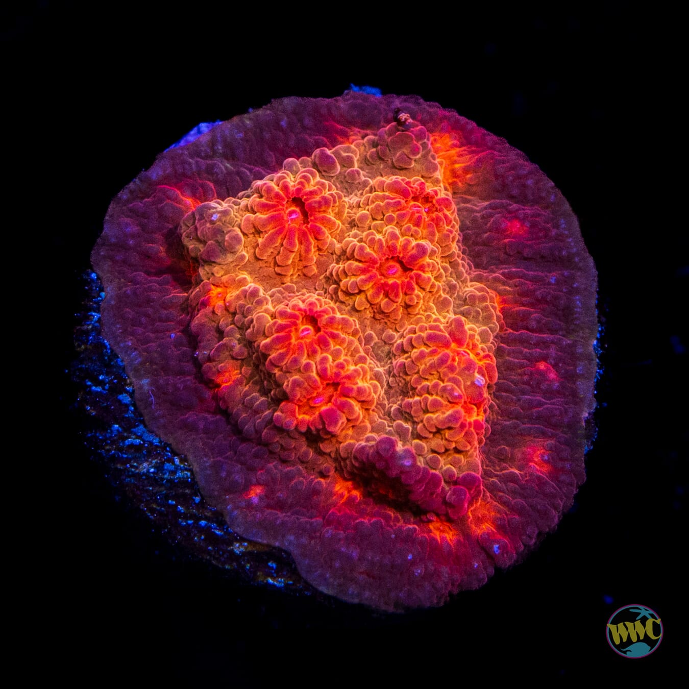 Tyree Brick Red Cyphastrea Coral