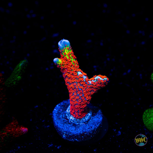 Bubblegum Digitata Montipora Coral