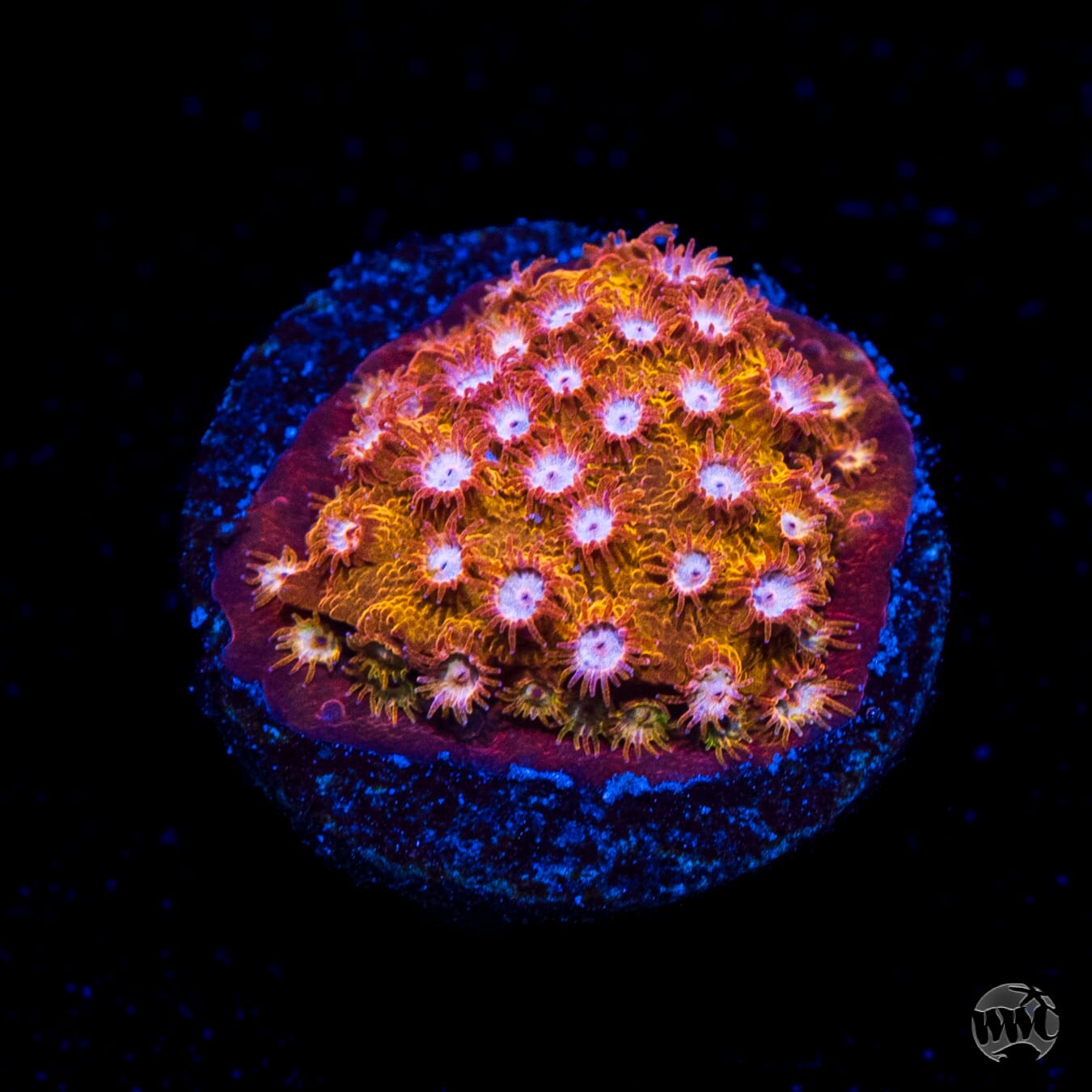 WWC Butterscotch Cyphastrea Coral
