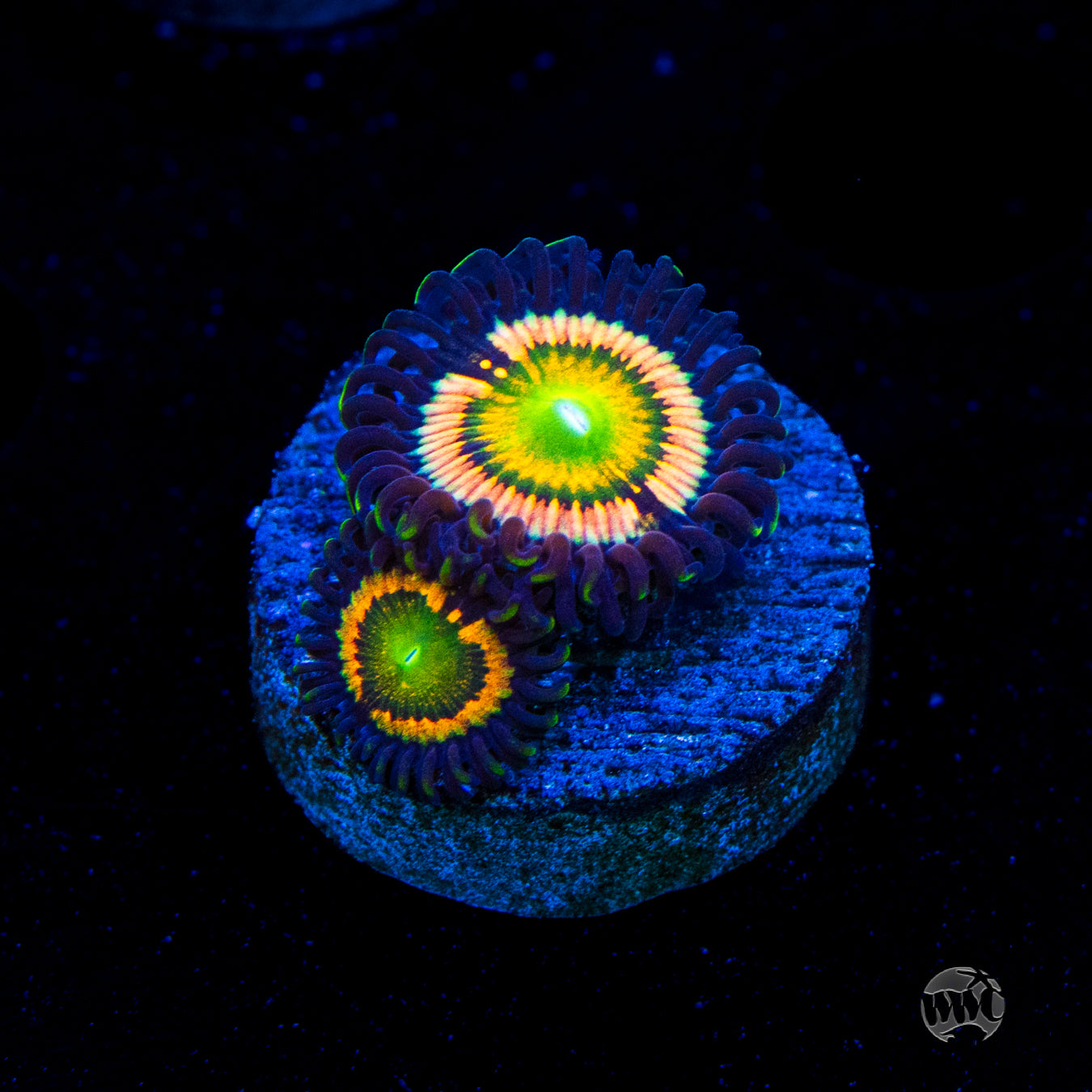 Citrus Cooler Zoanthids