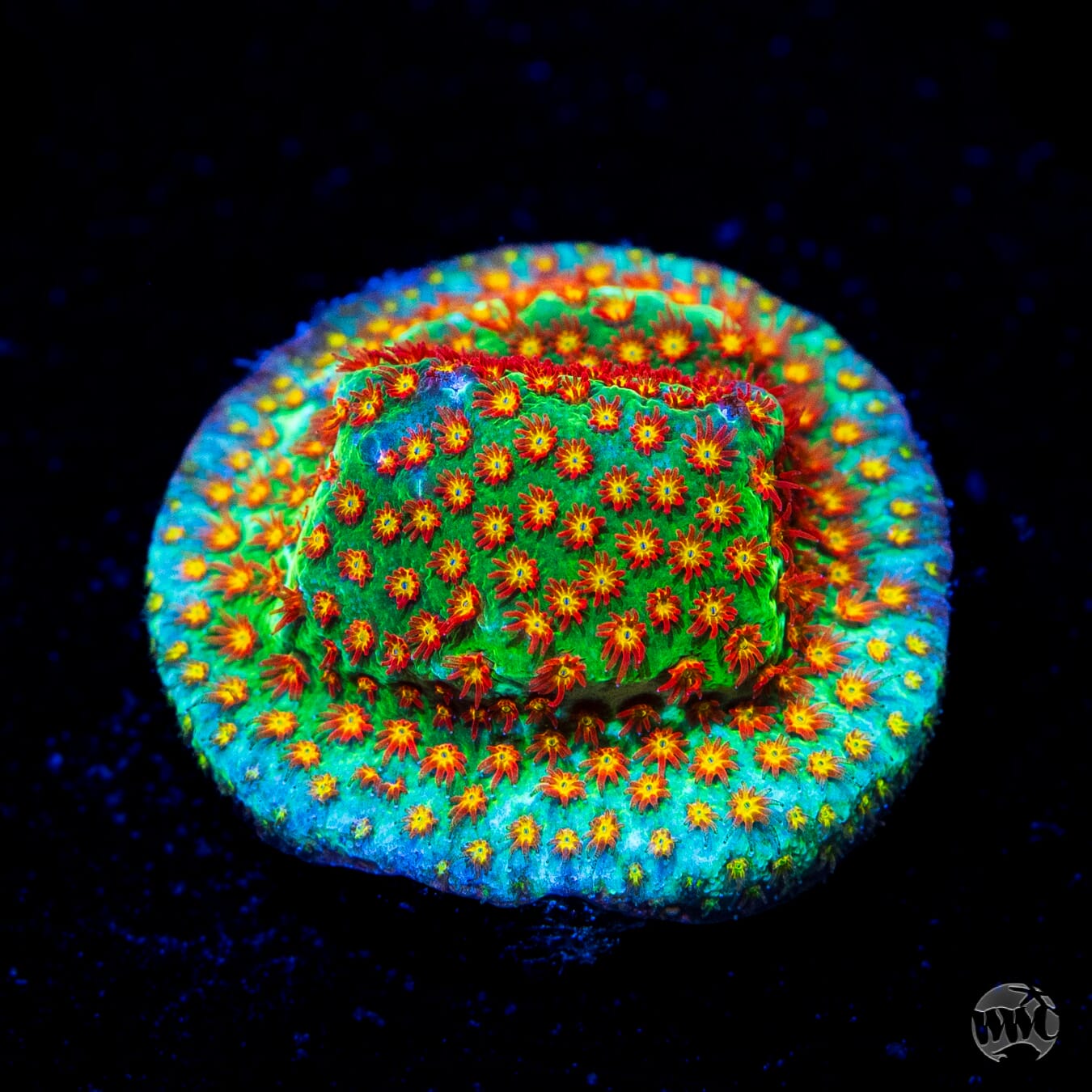 WWC Close Encounter Stylocoeniella Coral
