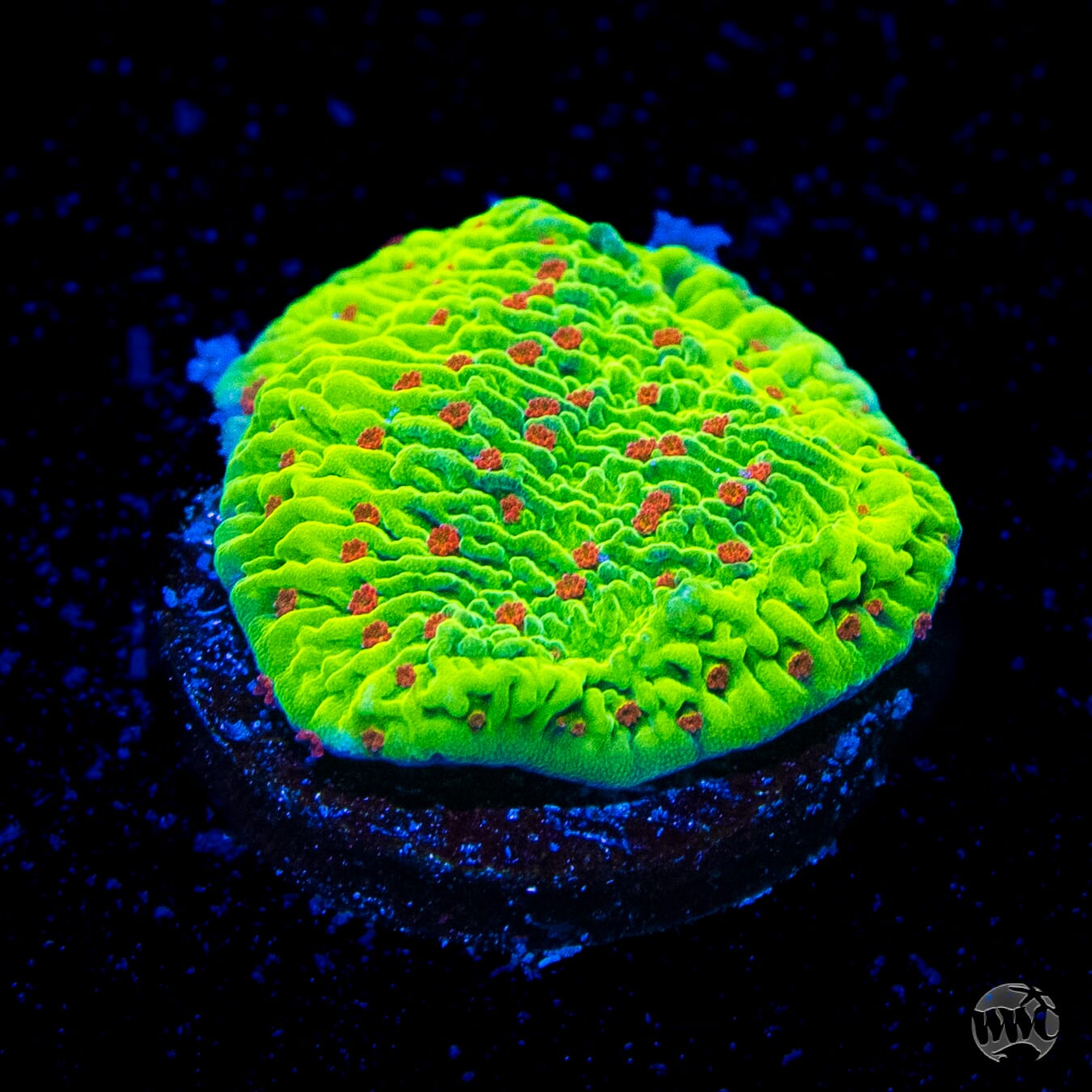 WWC Cousin Eddie's Toxic Montipora