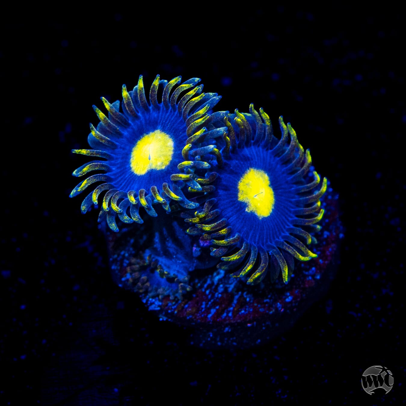WWC Crazy Kimchi Zoanthids