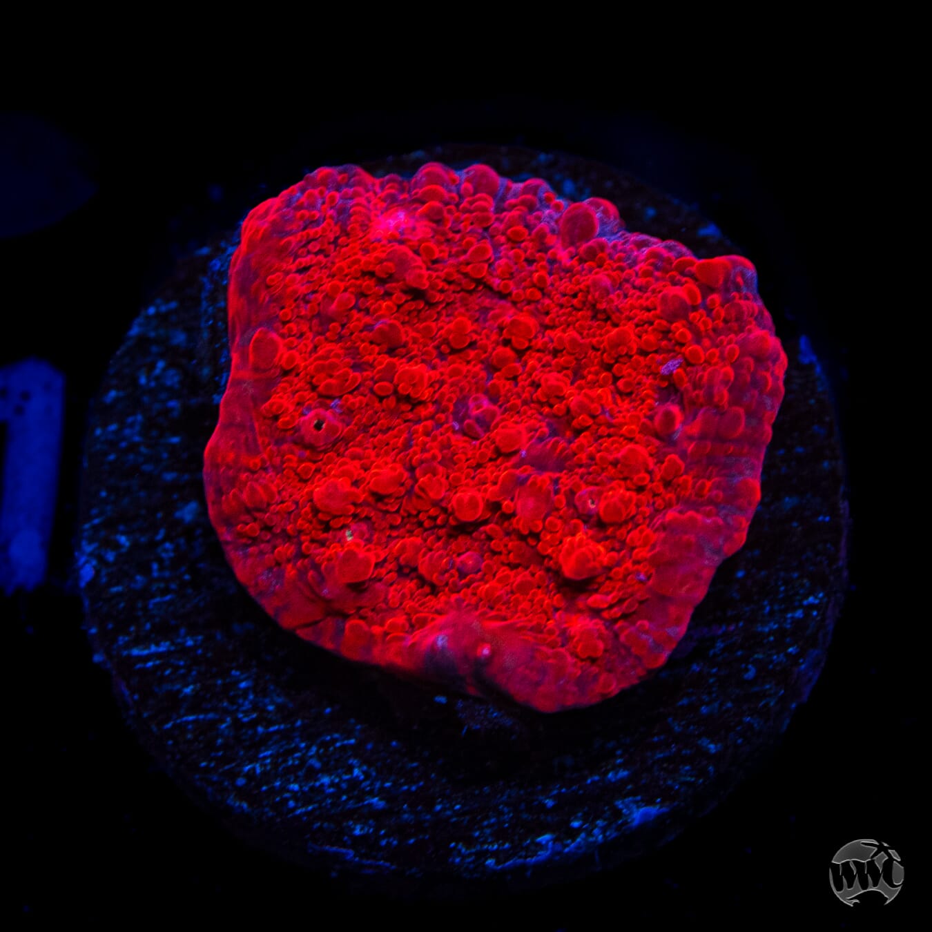 WWC Darth Maul Chalice Coral