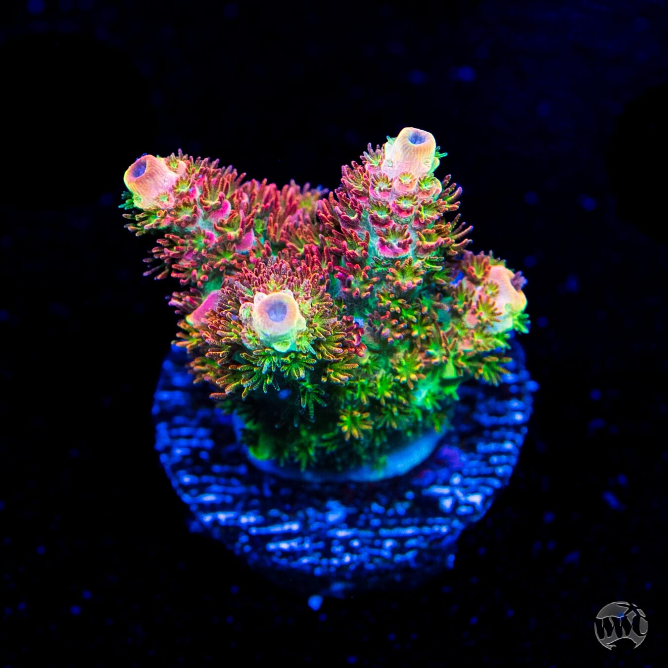 WWC Dirty Love Dreams Acropora