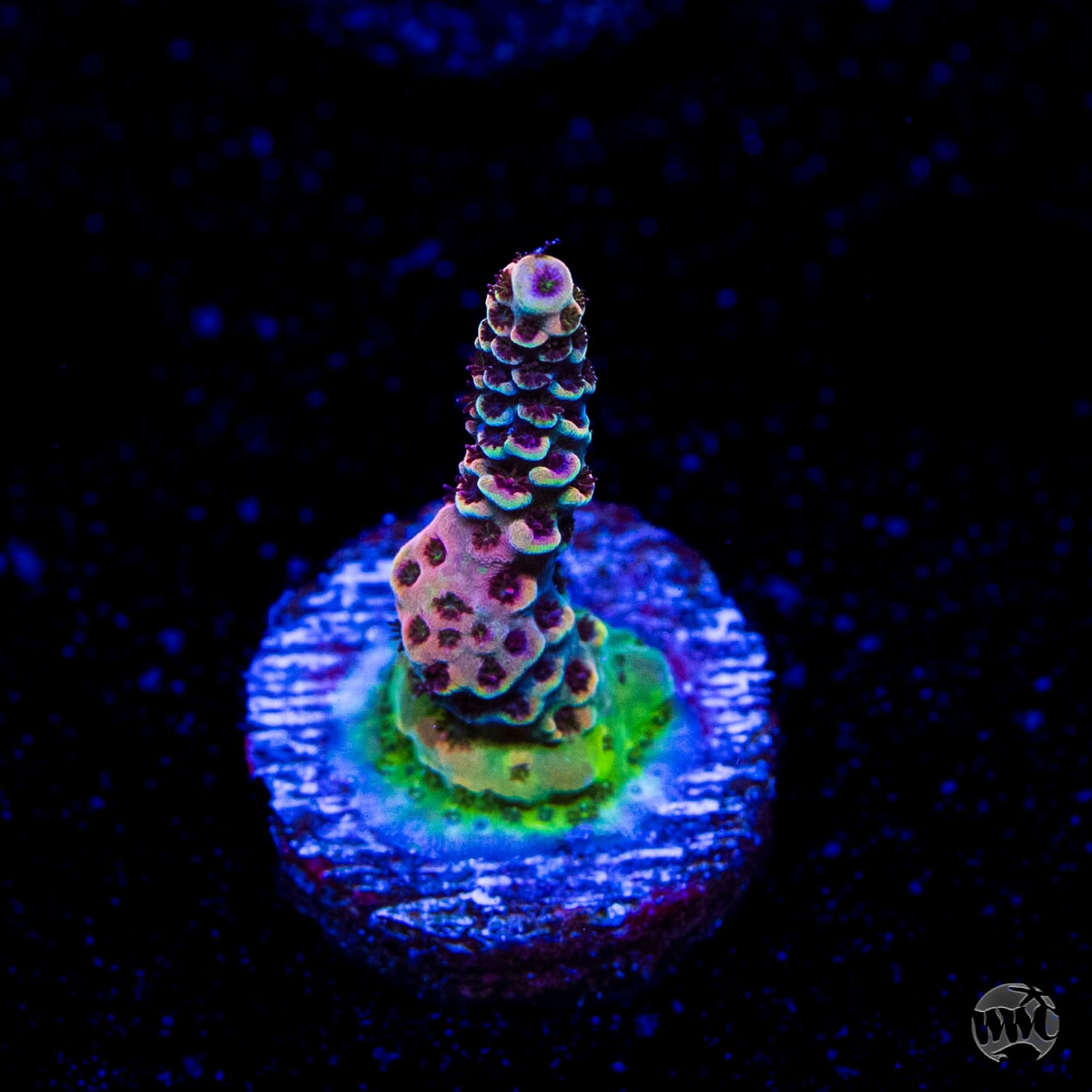 WWC Dragon Slayer Acropora