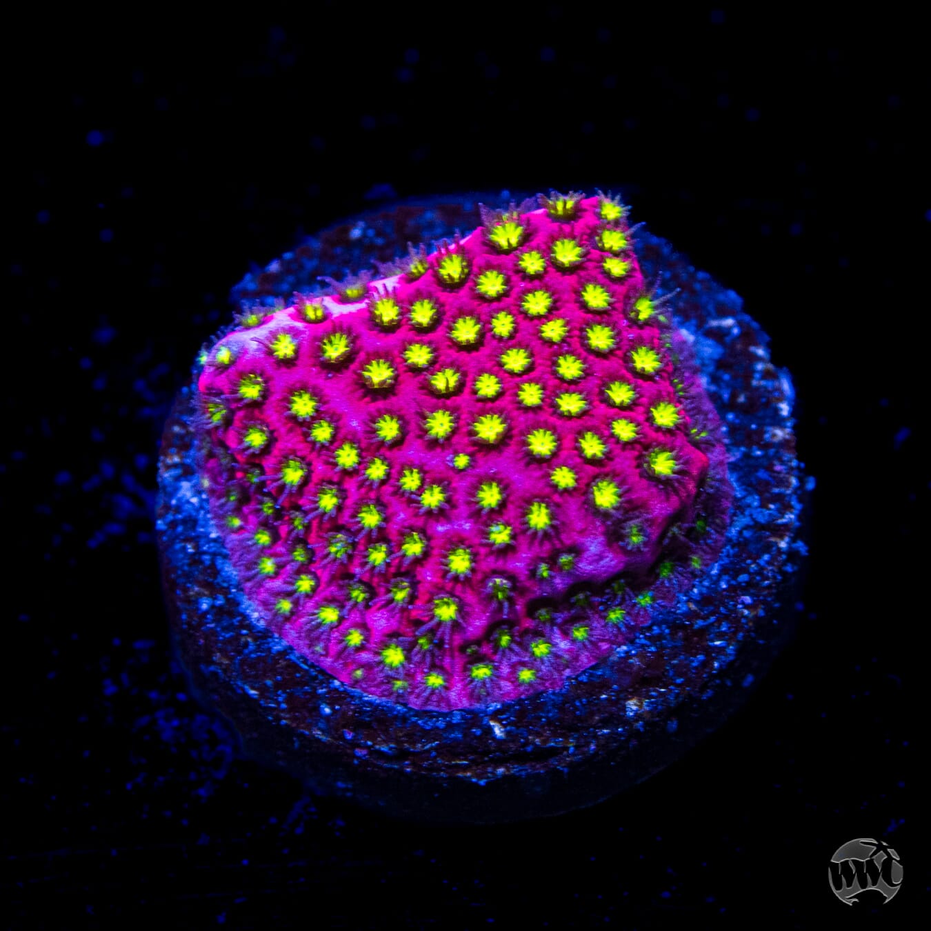 WWC Electric Daisy Stylocoeniella Coral